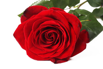 Red rose on a white background, isolate, close-up