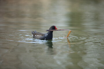 Moorhen on lake with nest building material in its beak