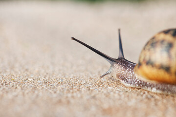Snail with the heavy shell on the back