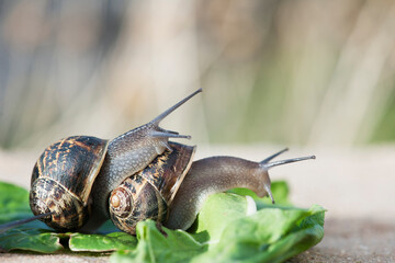 Snails in coupling