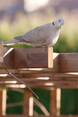 Pigeon on the roof of pergola in the garden 