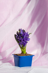 Blue hyacinth flower on a delicate fabric background. Flower bud. Close-up of a beautiful blue hyacinth flower. The first spring flower is a blue hyacinth.