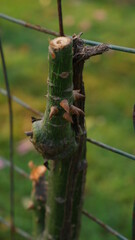 thorny green tree trunk stem