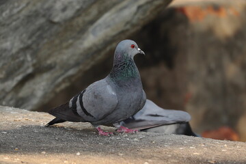 close-up of full body A pigeon bird sitting on the wall
