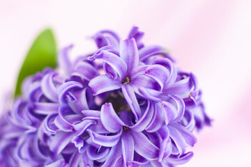 Blue hyacinth flower on a delicate background close-up. Flower bud, macro photography. Close-up of a beautiful blue hyacinth flower. The first spring flower is a blue hyacinth.