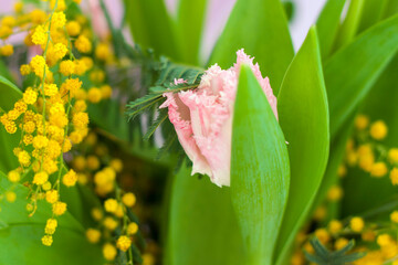 Delicate pink tulip close-up on a pink background. Spring mood. Spring greeting card for Mother's Day or Women's Day, Valentine's Day.