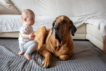 Little girl playing with big dog in home living room in white color. Dog is fila brasileiro breed. The concept of lifestyle, childhood, upbringing and family