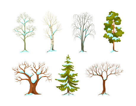 Cartoon winter tree set. Seasonal tree with and without leaves and evergreen plants spruce and pine. Planting trees for garden forest park isolated