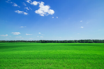 Green grass field and blue sky. Bright sunny summer day.
