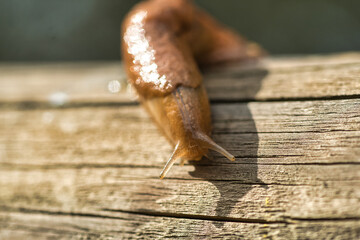 Slug in close-up on wooden surface.