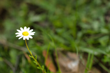 Daisy flower in foreground with background out of focus.