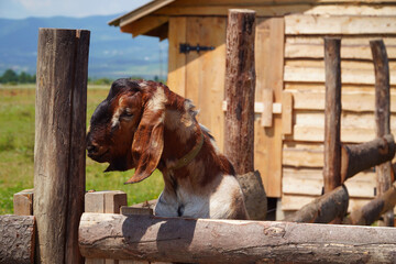 goat on the farm