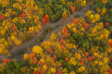 Aerial view of beautiful forest on autumn day