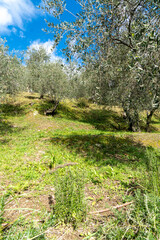 Mediterranean olive field with old olive tree, Italy