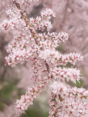 Pink Blume Baum Liebe