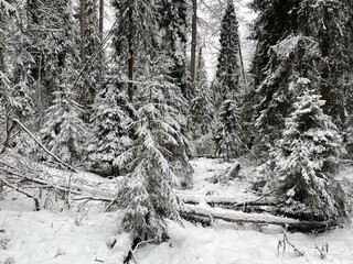 forest in winter