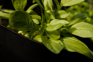 Close up of Fresh spinach