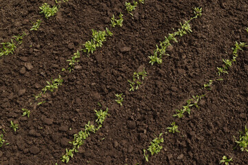 The Rows Of Young Plants Growing In The Greenhouse. The rows of young plants . Young parsley, sown in rows, close-up.