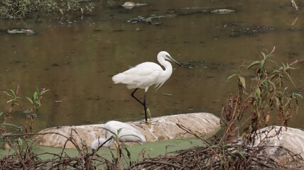 Little egret on the rock