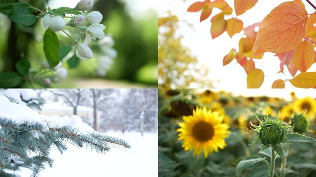 Seasons - collage with the image of nature at different times of the year. A beautiful collage - autumn, winter, spring, summer - four seasons.