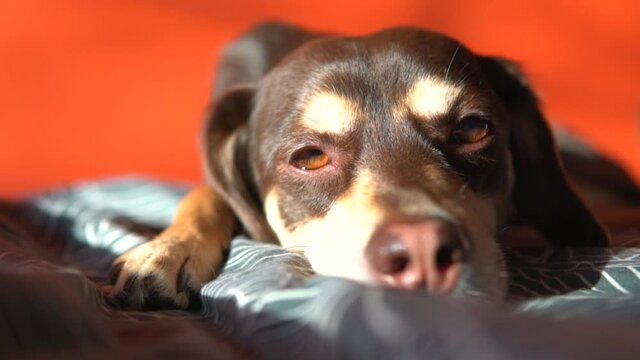Cute small brown dog with sad eyes lies at home on the bed, blinks and prepares for sleeping. Little domestic pet is resting, lying stretched out in the rays of the sun. Slow motion close up.