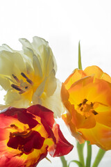 Tulips close-up on a white background. greeting card and copy space