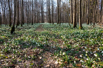 Obraz premium Lovely white and wild Snowflake Leucojum vernum Flowers in a german forest.