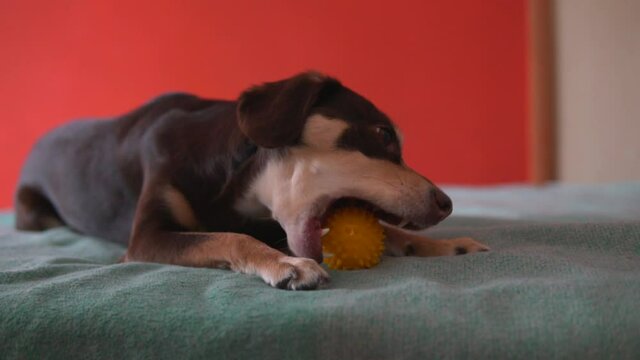 Playful small brown dog playing with ball lying on the bed at home. Little active domestic pet biting and chewing toy. Slow motion middle shot.