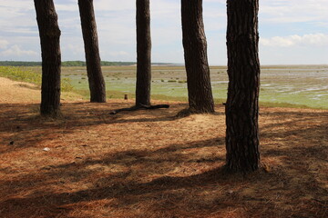 Cinq troncs de pins au bord d'une baie à marée basse (La Palmyre près de Royan)