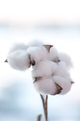 Cotton branch in a turquoise vase on windows still. Delicate white cotton flowers. 