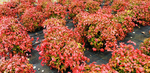 Panorama of red nandina domestica bushes.