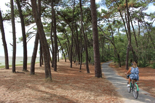 Femme en v&eacute;lo sur une piste cyclable (V&eacute;lodyss&eacute;e), for&ecirc;t de la Palmyre pr&egrave;s de Royan