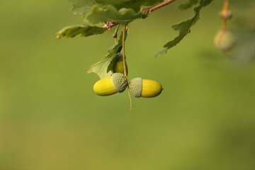 Acorns on branches with morning dew 
