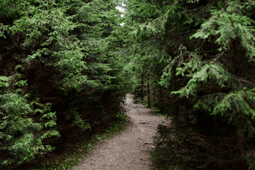 Fototapeta na wymiar Rocky natural trail in the middle of evergreen forest in mountains on cloudy autumn day. Getaway vacation into natural surrounding. Mountain resort recreation, climbing. Hiking in the woods.