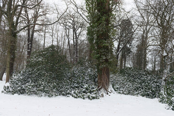 Park dworski w Iłowej. Zima w parku, krzewy azalii pokryte śniegiem.
