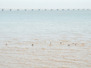 seagulls on the pier