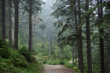 Rocky natural trail in the middle of evergreen forest in mountains on cloudy autumn day. Getaway vacation into natural surrounding. Mountain resort recreation, climbing. Hiking in the woods.