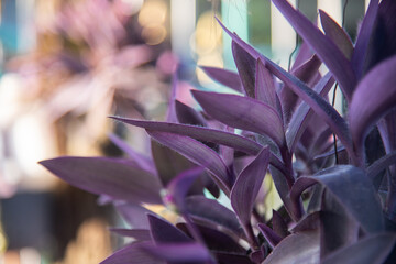 Purple Moses-in-the-cradle plants.