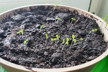 Strawberry plant seedlings, from seeds	

