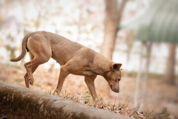 Fototapeta premium dog laying on the ground and looking forward. dog in autumn time. Lonely concept.
