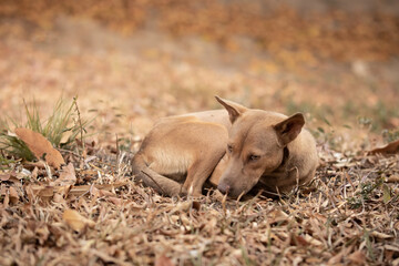 Fototapeta premium dog laying on the ground and looking forward. dog in autumn time. Lonely concept.