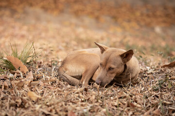 dog laying on the ground and looking forward. dog in autumn time. Lonely concept.