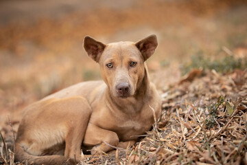 dog laying on the ground and looking forward. dog in autumn time. Lonely concept.