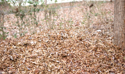 dog laying on the pile of leaves and looking forward. dog in autumn time. Lonely concept.