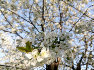 Naklejka premium Scenic view of cherry trees in court of residential house on a sunny day in springtime. Beauty of fresh bloom fruit tree in spring 