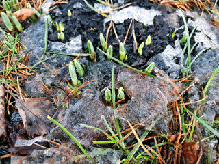 After winter, Galanthus (Snowdrops) wakes up, spring, freezing winter and the first flowers	
