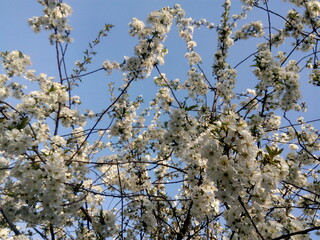 Scenic view of cherry trees in court of residential house on a sunny day in springtime. Beauty of fresh bloom fruit tree in spring 