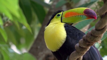 yellow billed toucan