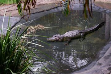 Krokodil im Australia Zoo 