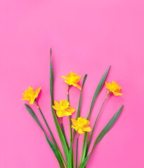 Set of beautiful yellow daffodils lie on pink background.